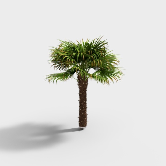 Palm Tree