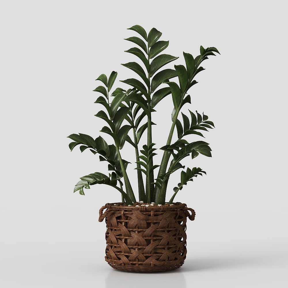 绿植盆栽