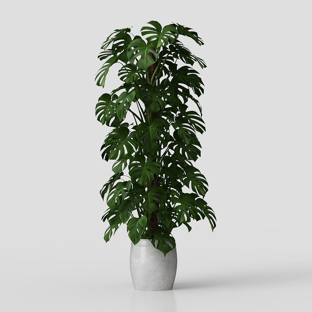 龟背竹绿植盆栽