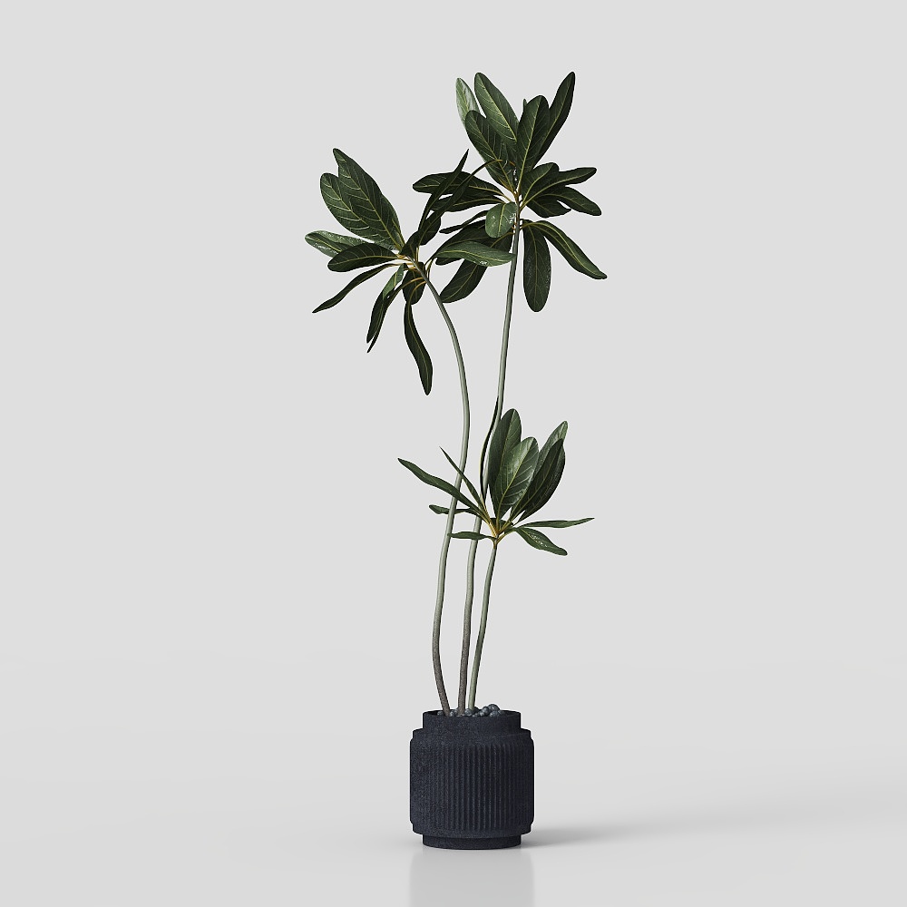 绿植盆栽3D模型