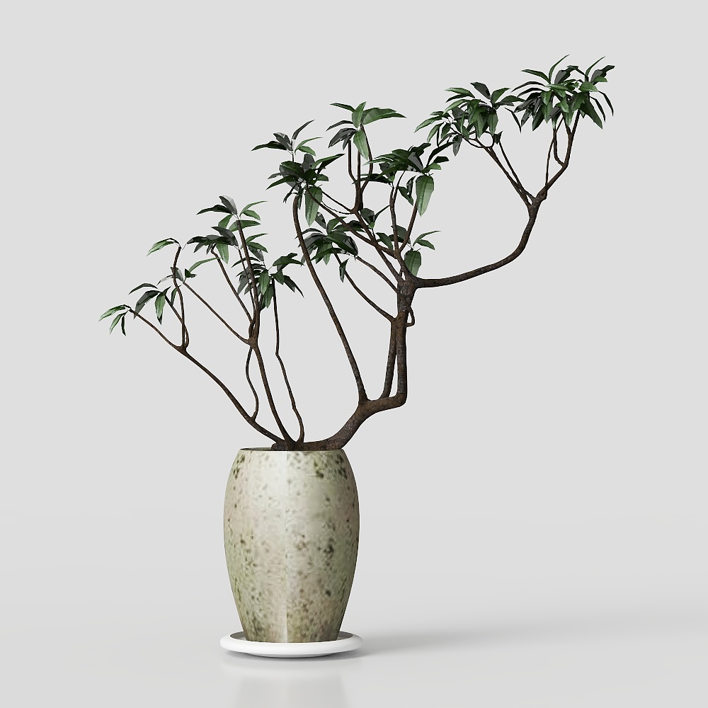 绿植盆栽