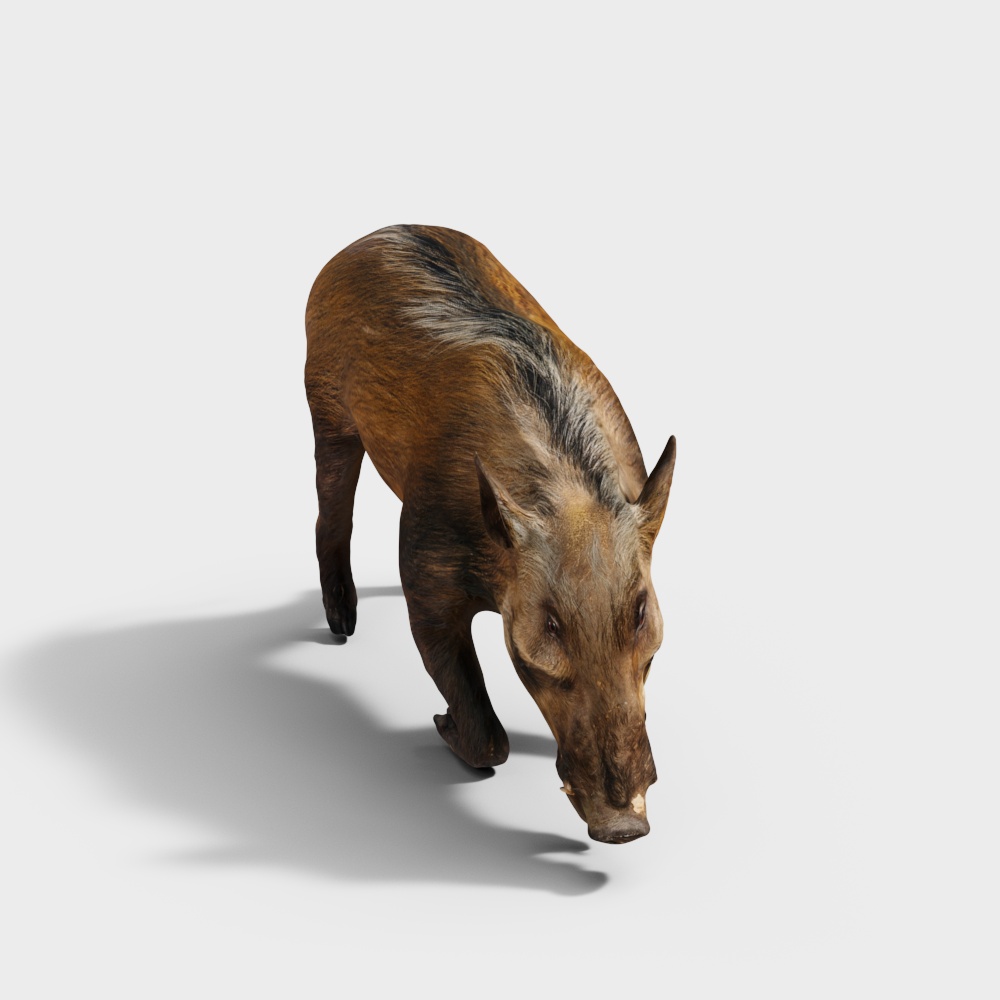 非洲野猪3D模型
