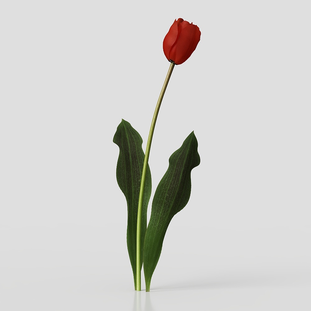 现代花卉3D模型