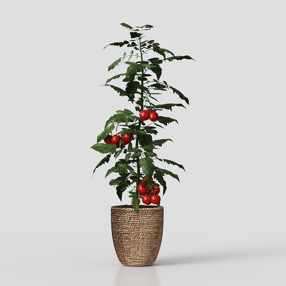 小番茄植物3D模型