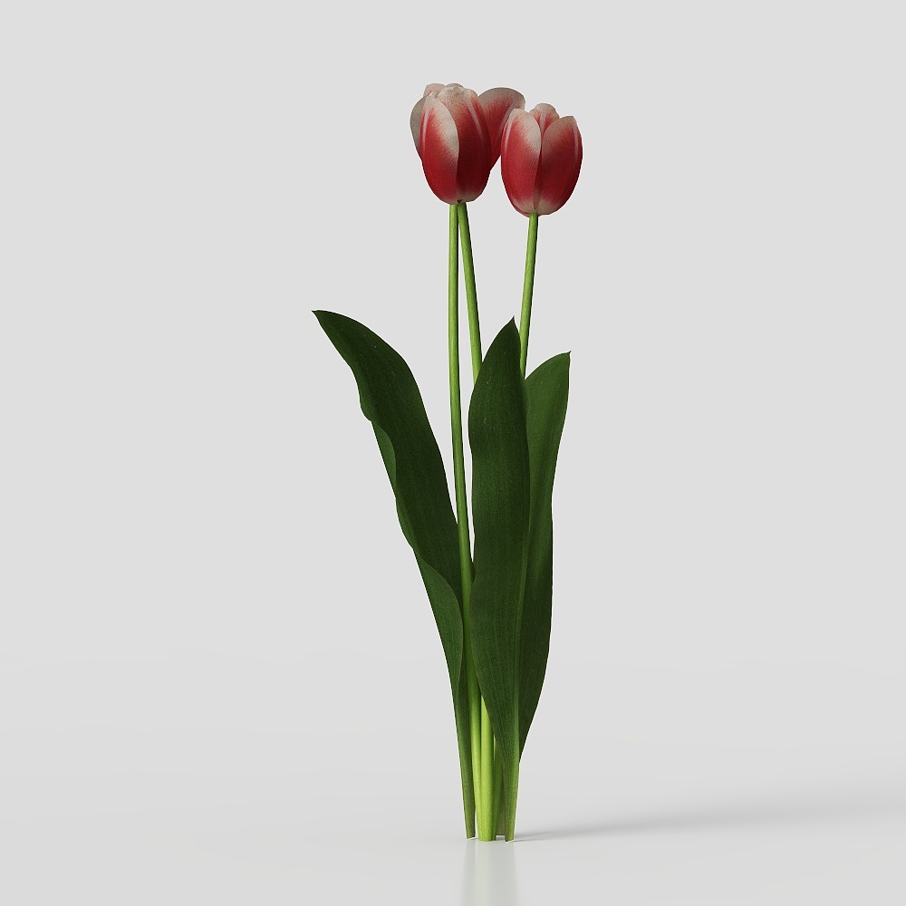 现代花卉 3D模型