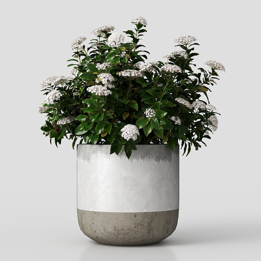 现代花卉3D模型