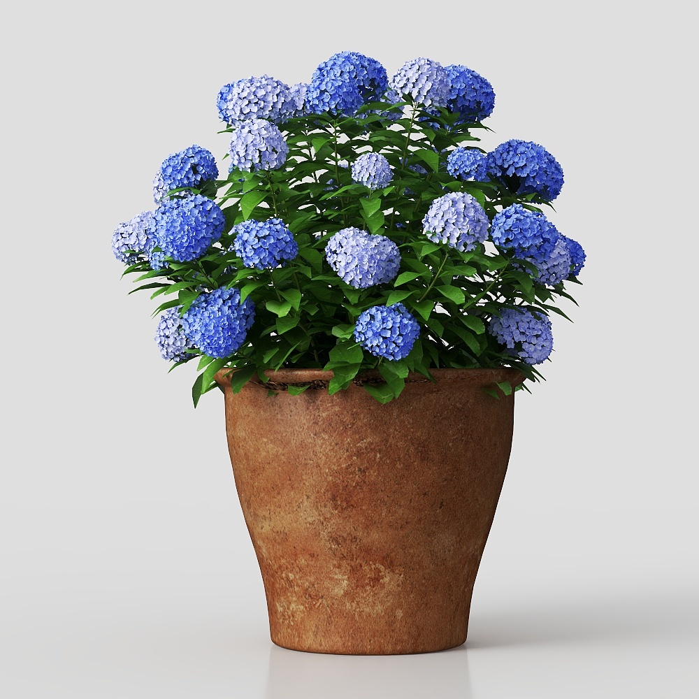 现代花卉