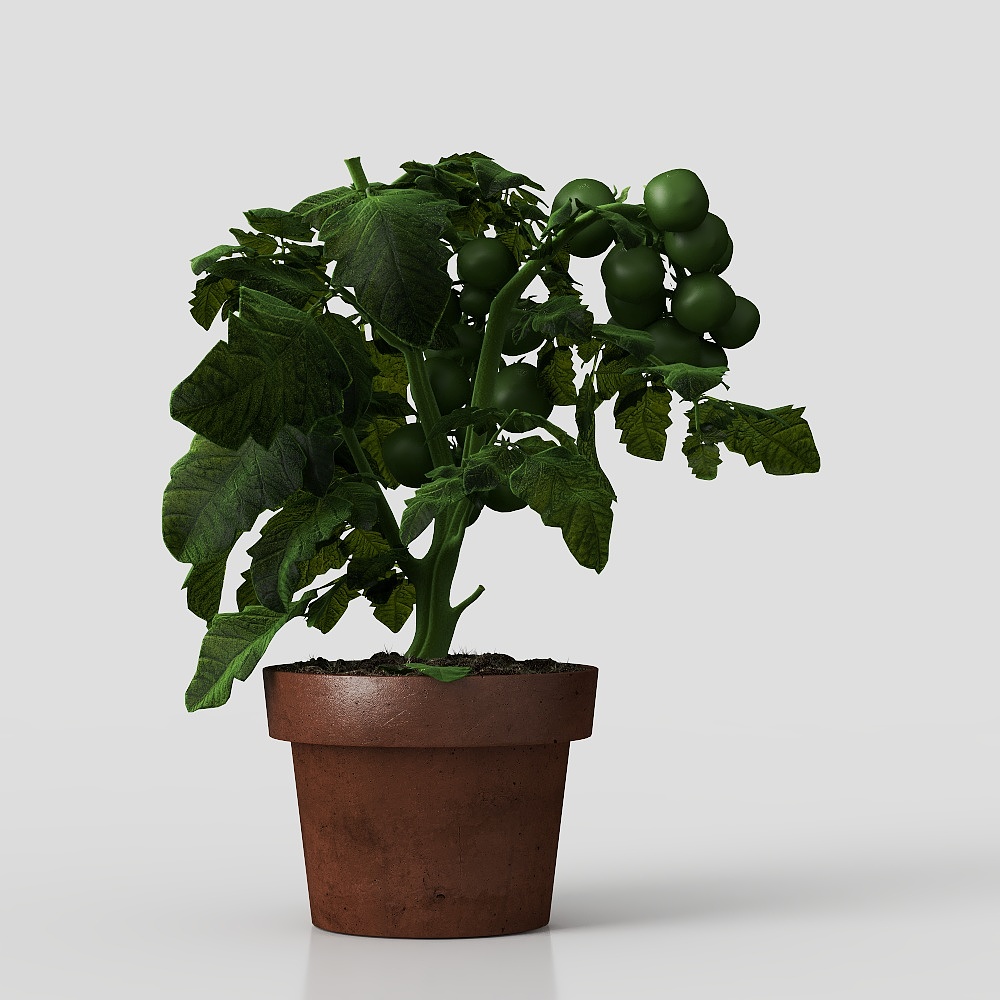 现代绿植 3D模型