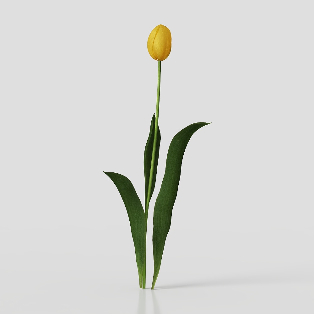 郁金香花卉3D模型