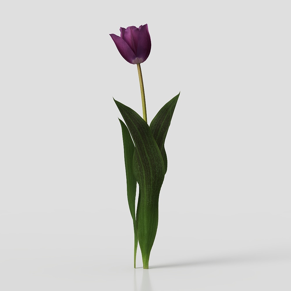 现代花卉 