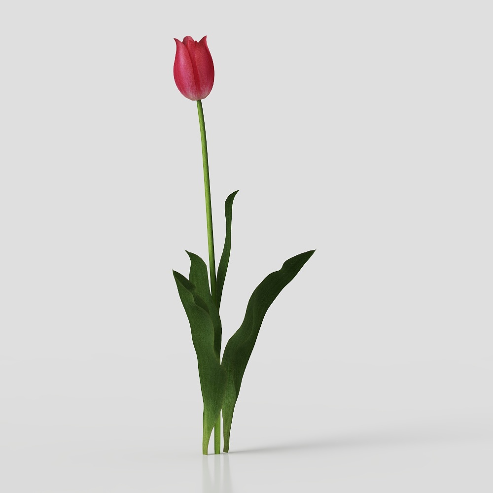 郁金香花卉3D模型