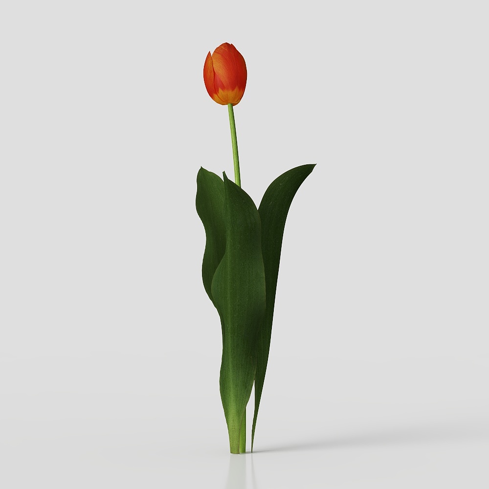 现代花卉 3D模型