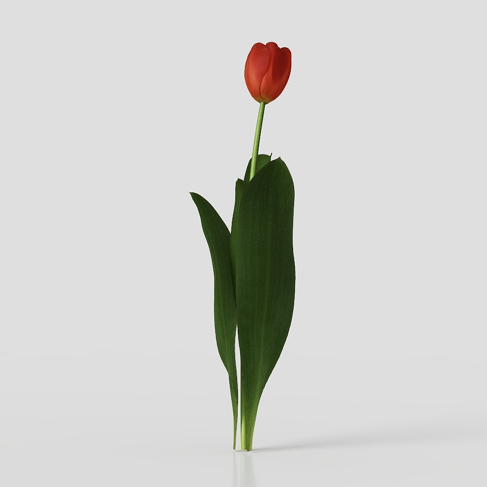 现代花卉 3D模型