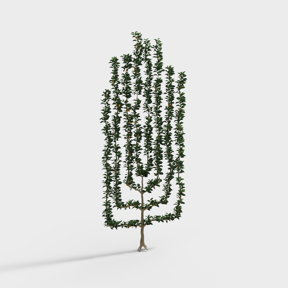 观赏植物造型树3D模型