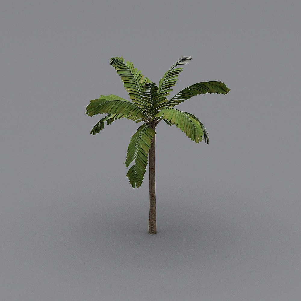 AiphanesHorrida