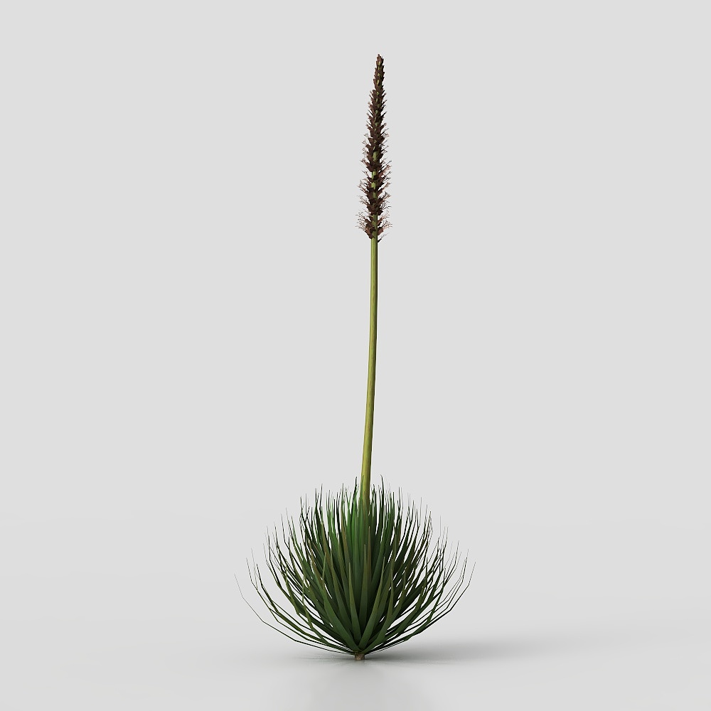 AgaveStricta