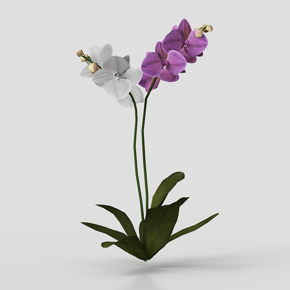 BulbophyllumPhalaenopsis