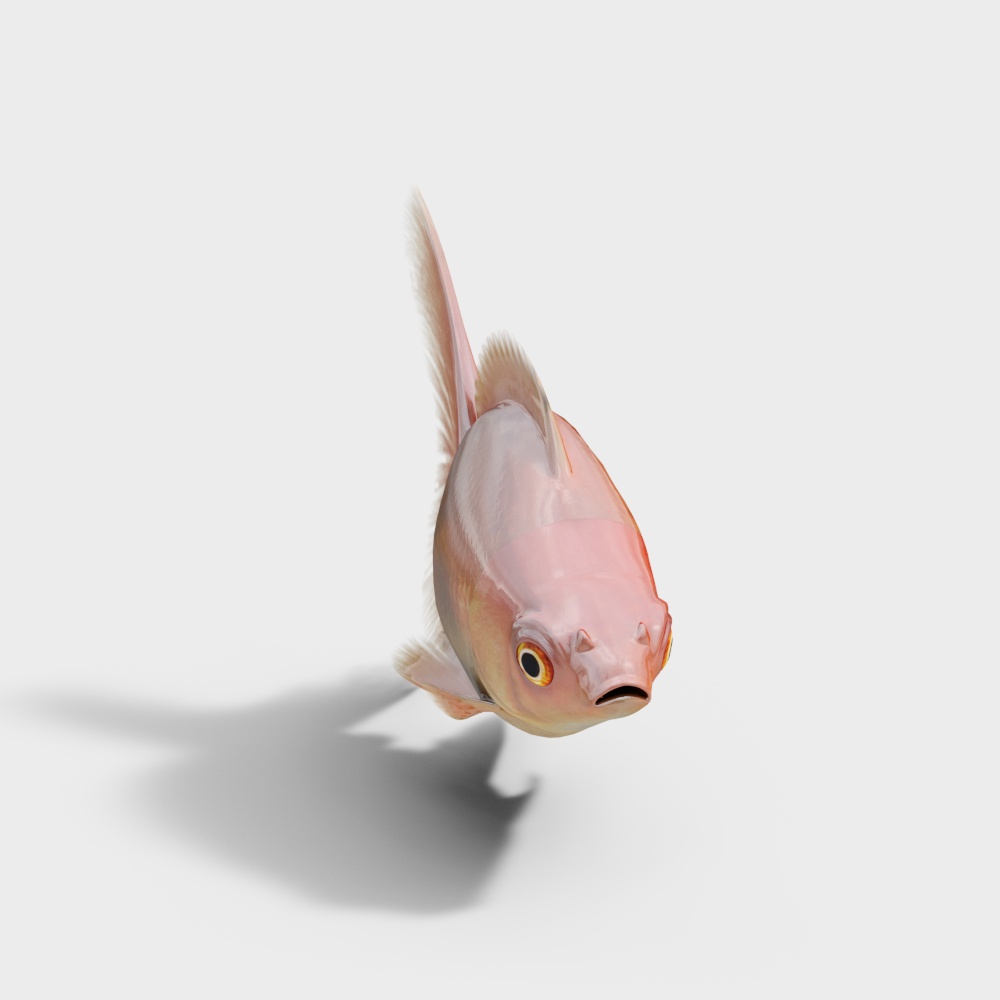 水生动物-金鱼3D模型