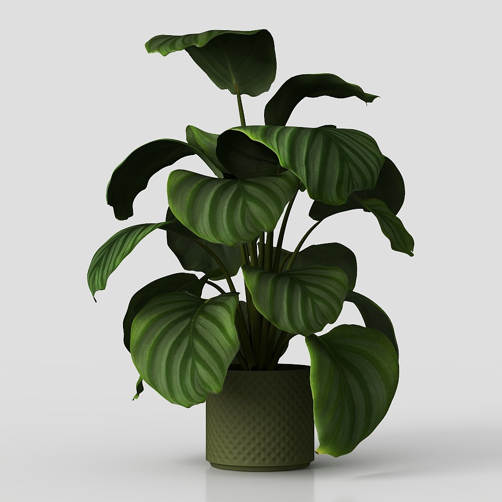 桌面植物-现代绿植摆件3D模型
