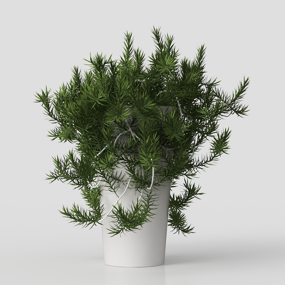 桌面植物-现代绿植摆件3D模型