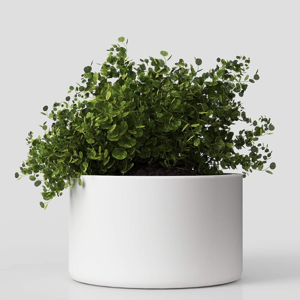 桌面植物-现代绿植摆件3D模型