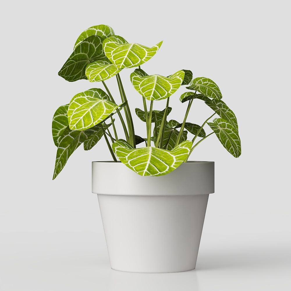 桌面植物-现代绿植摆件3D模型