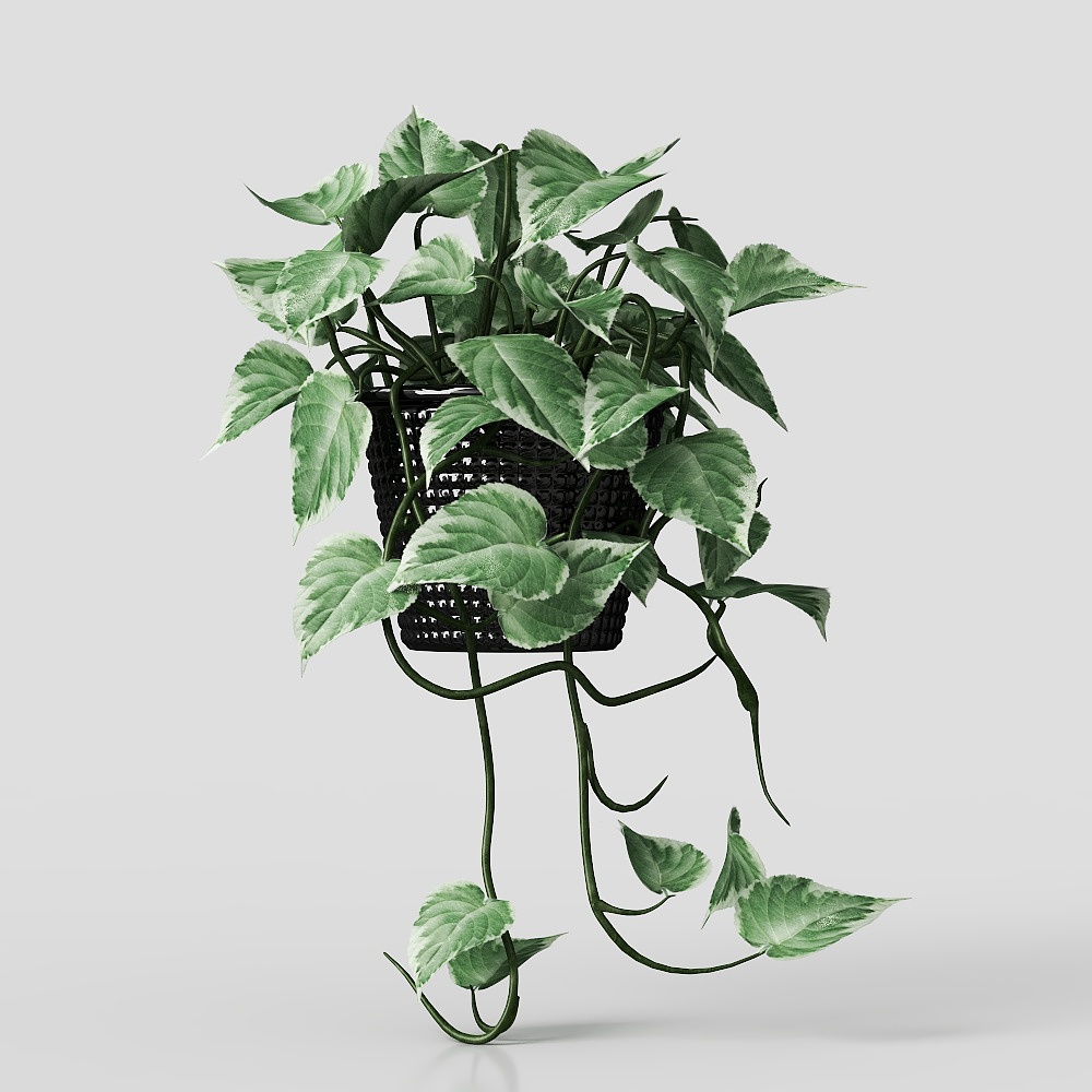 桌面植物-现代盆栽3D模型