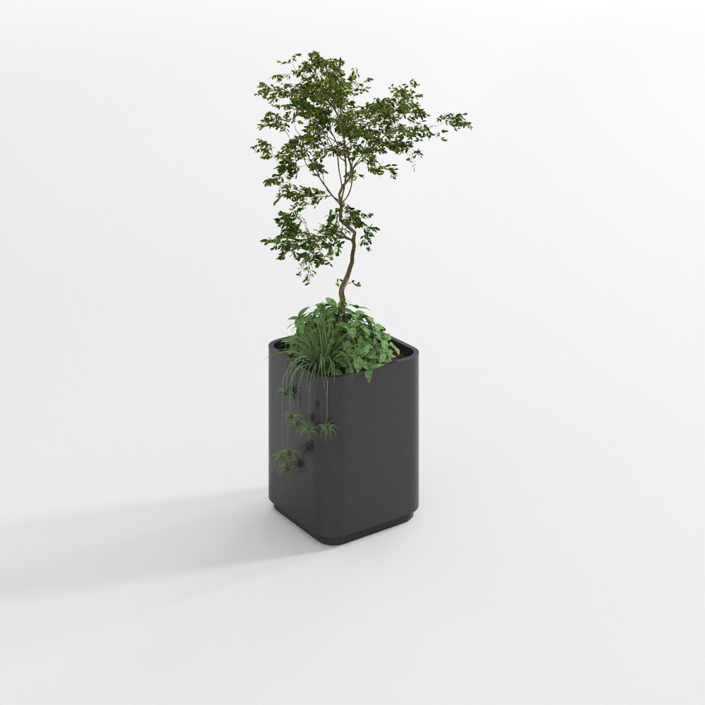 绿植1(2020)