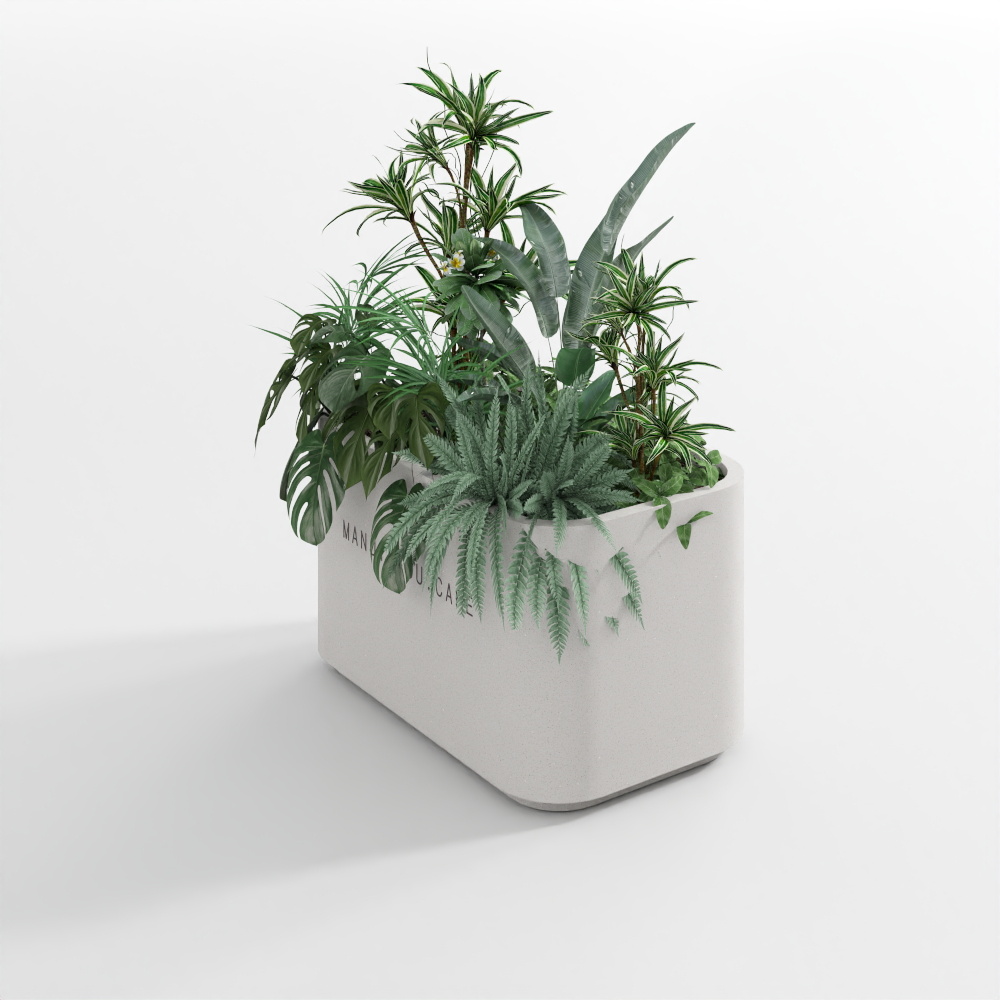 植物6(2020)