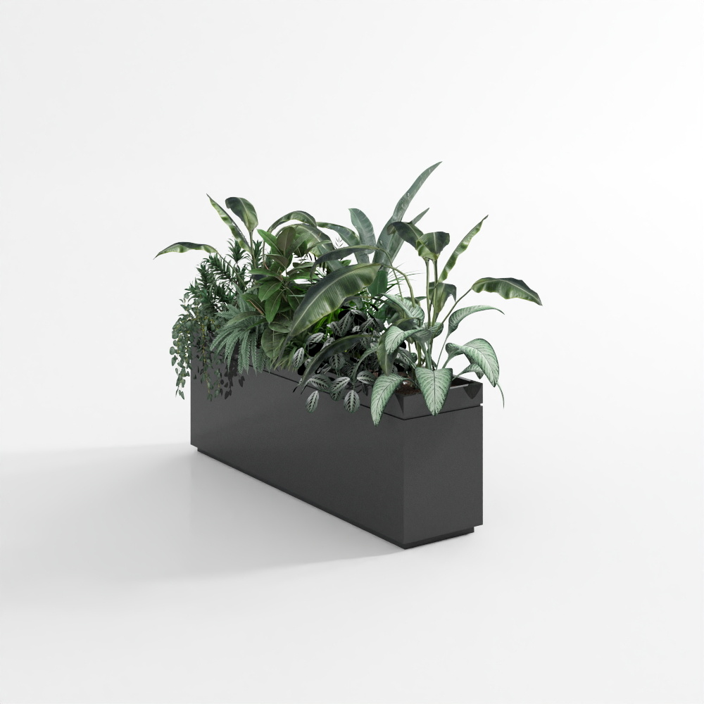 植物4(2020)