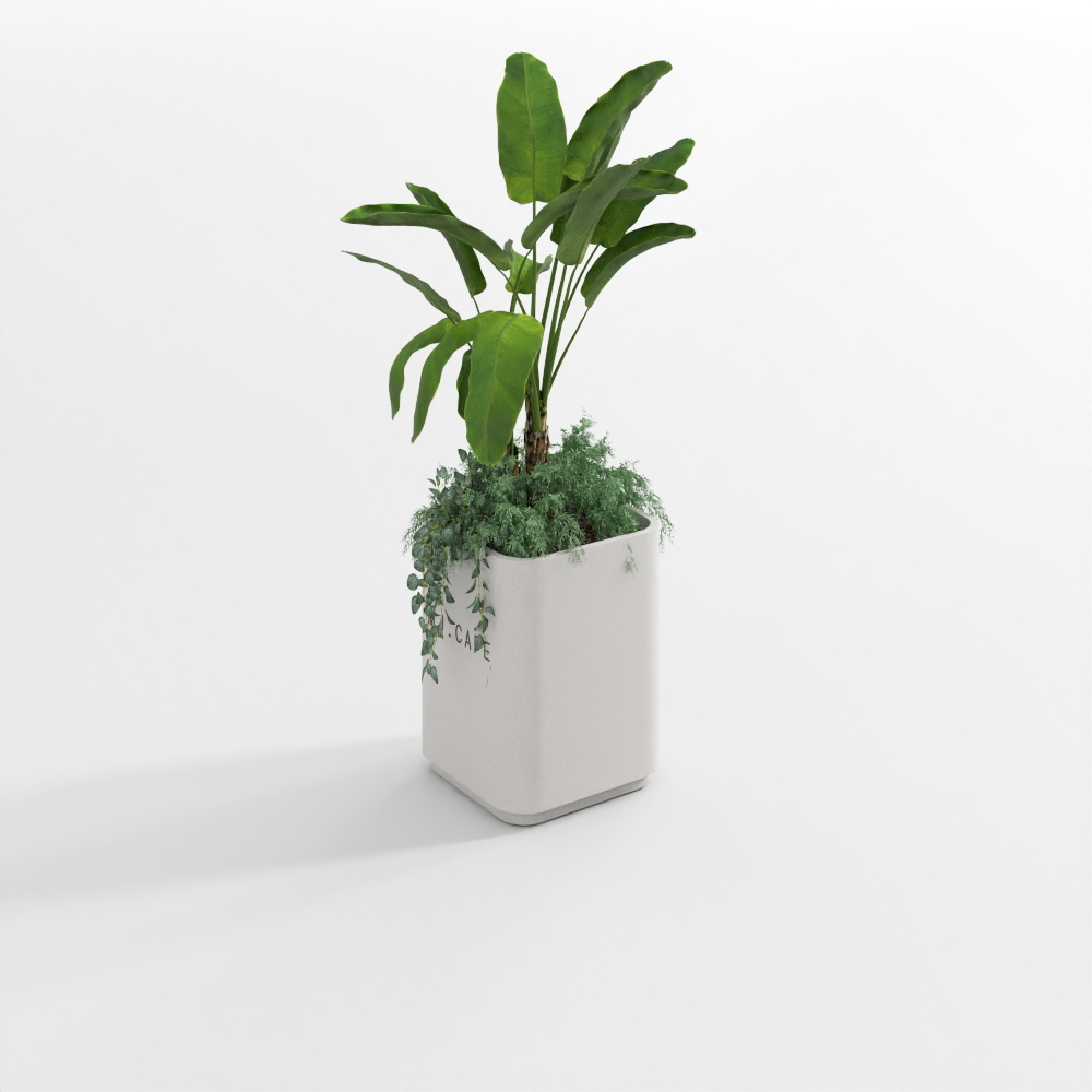 植物7(2020)