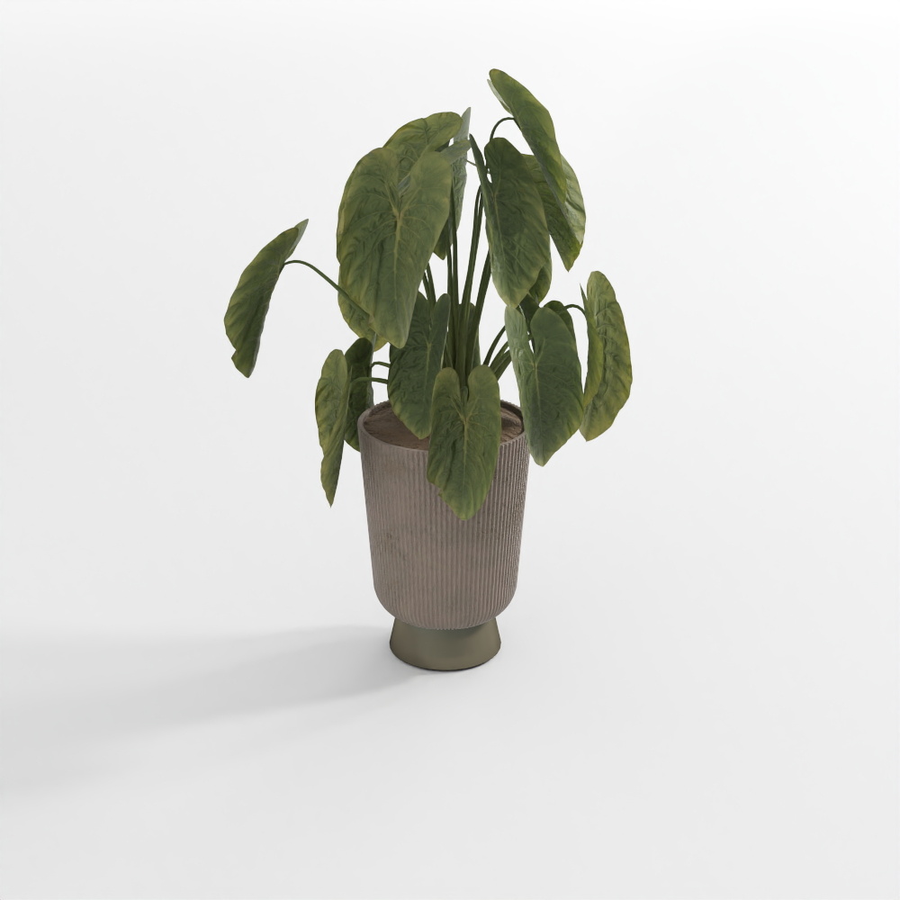 浅色绿植3D模型